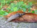 Aegosoma scabricorne